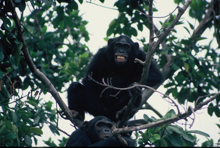 אוגנדה - הפנינה של אפריקה